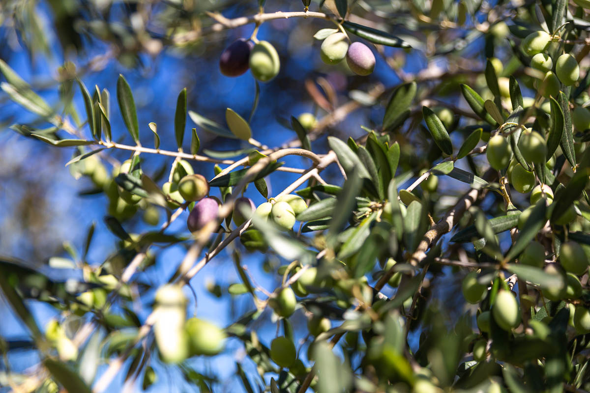 EVOO “Sei e Venti” - 500 ml