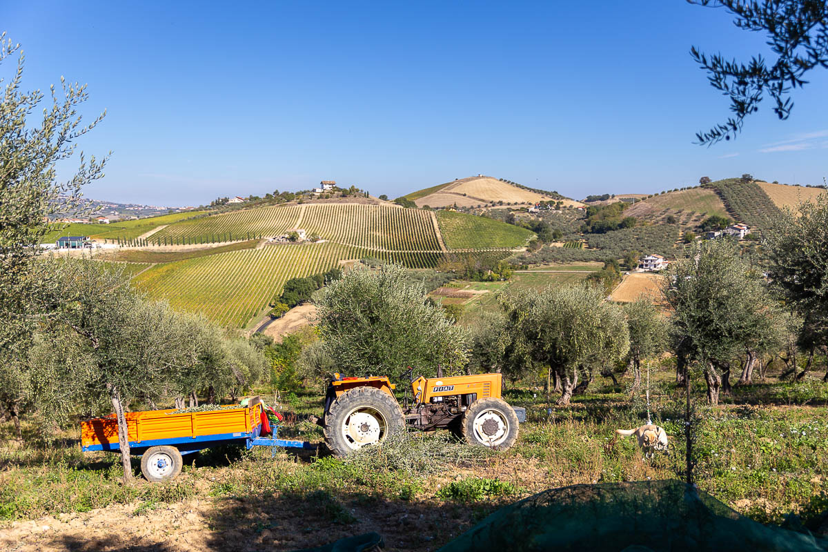 EVOO “Sei e Venti” - 500 ml