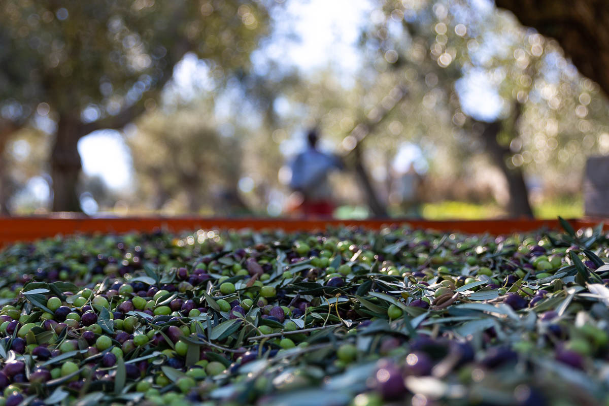 EVOO “Sei e Venti” - 500 ml