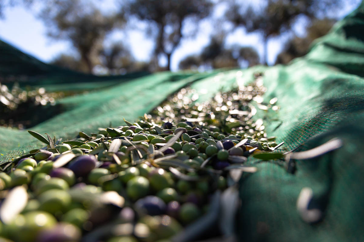 EVOO “Sei e Venti” - 500 ml