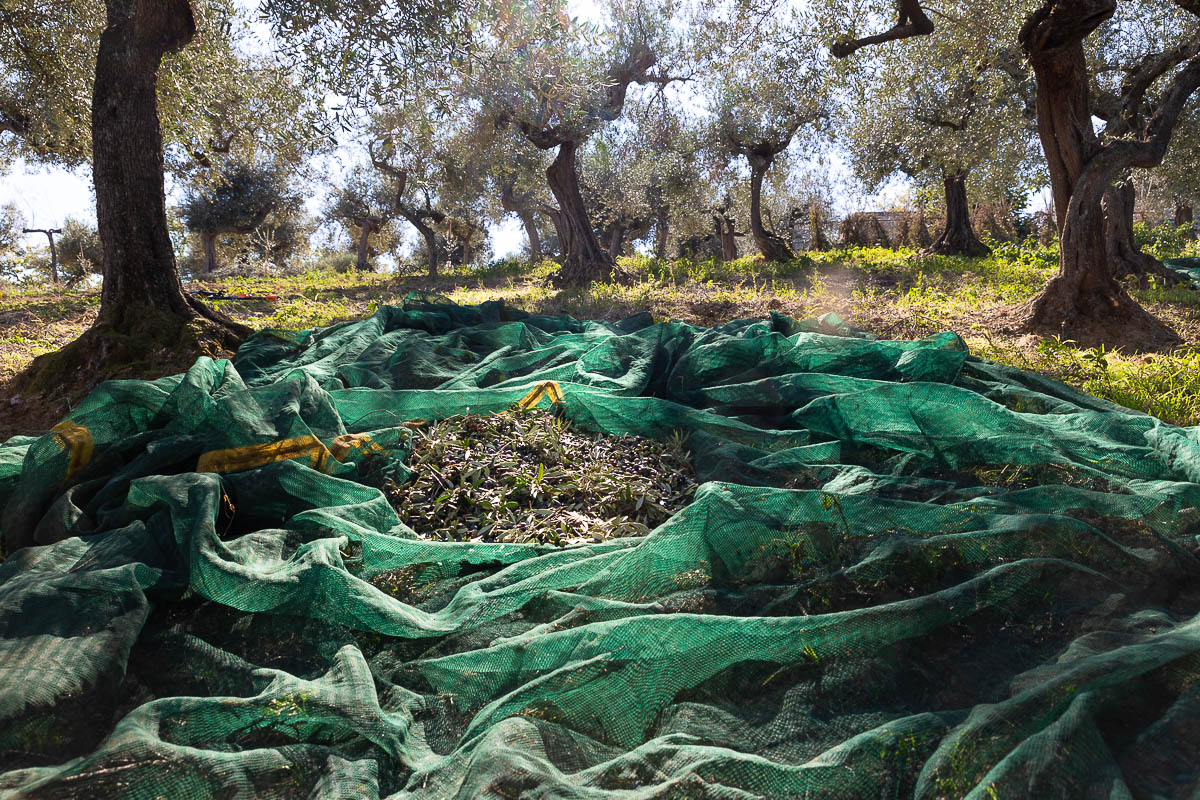 EVOO “Sei e Venti” - 500 ml