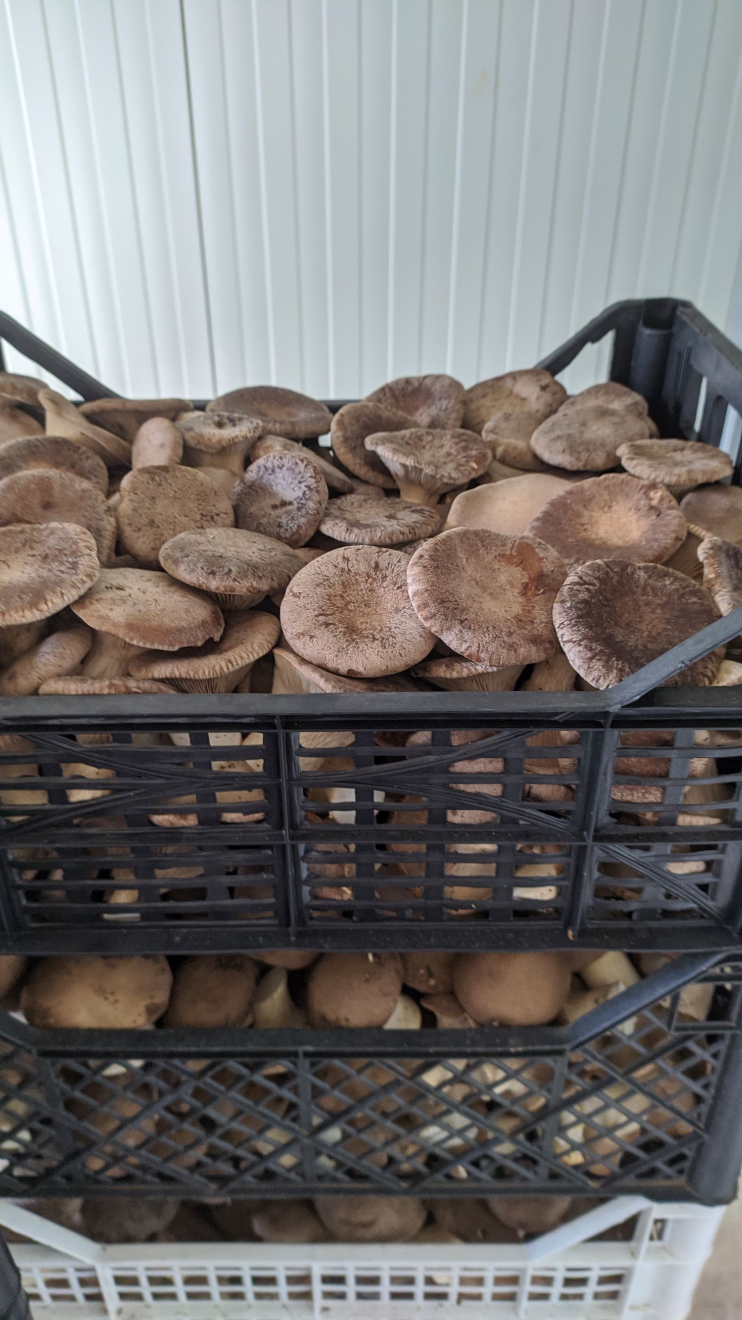 Mushrooms class A 1kg
