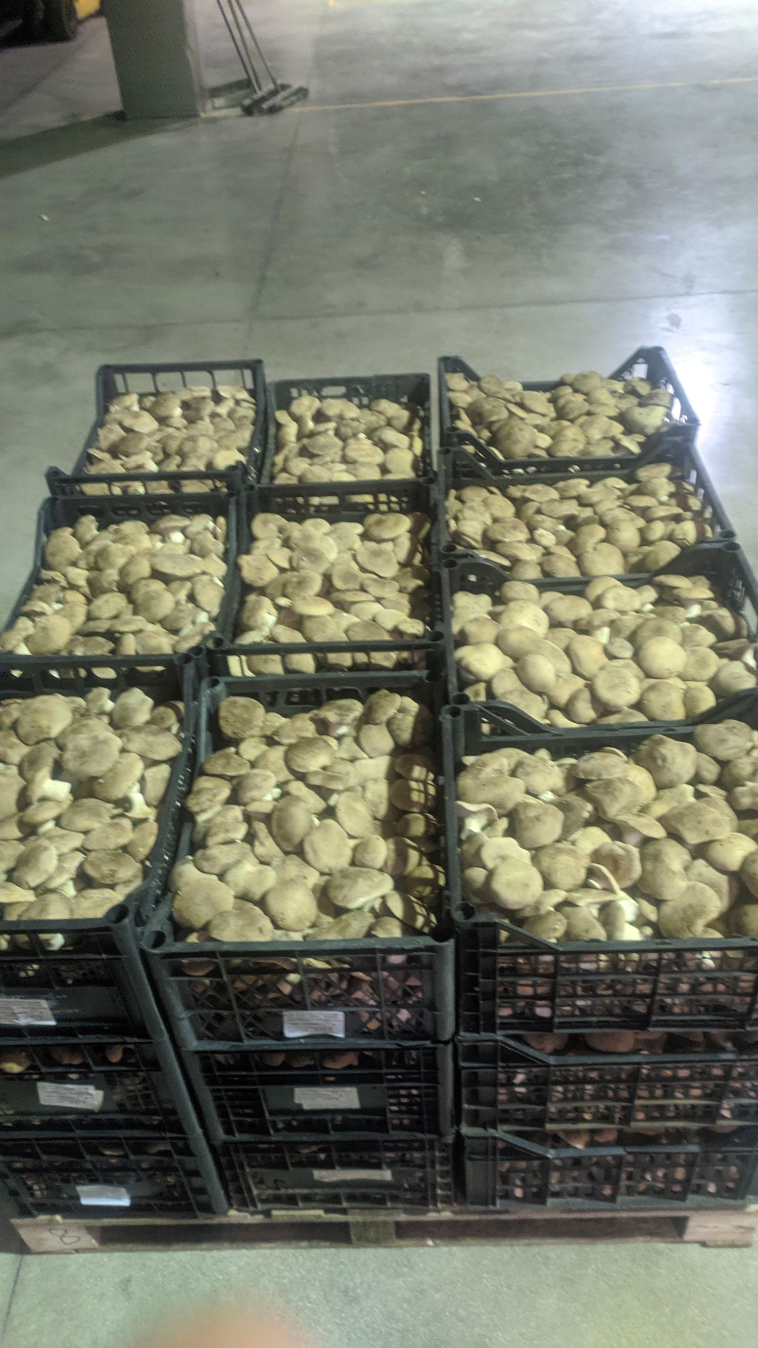 Mushrooms class A 1kg