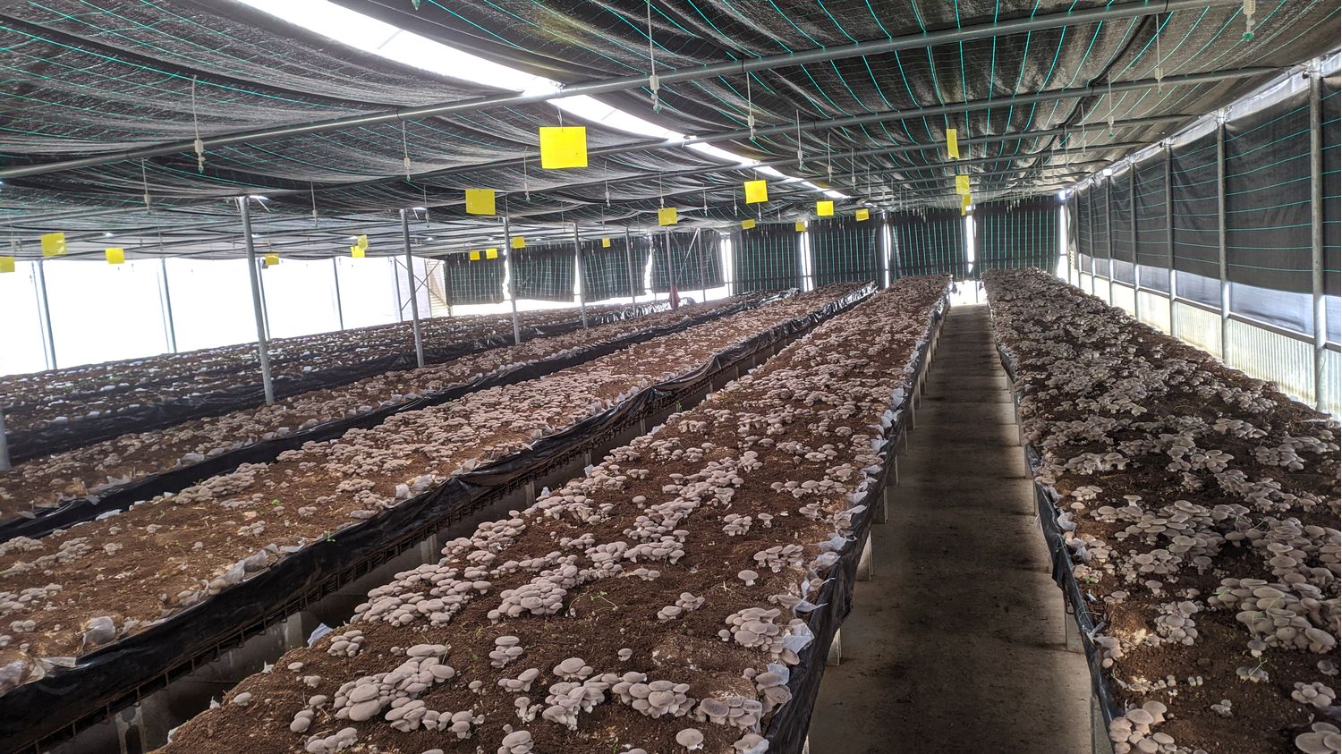 Mushrooms class A 1kg