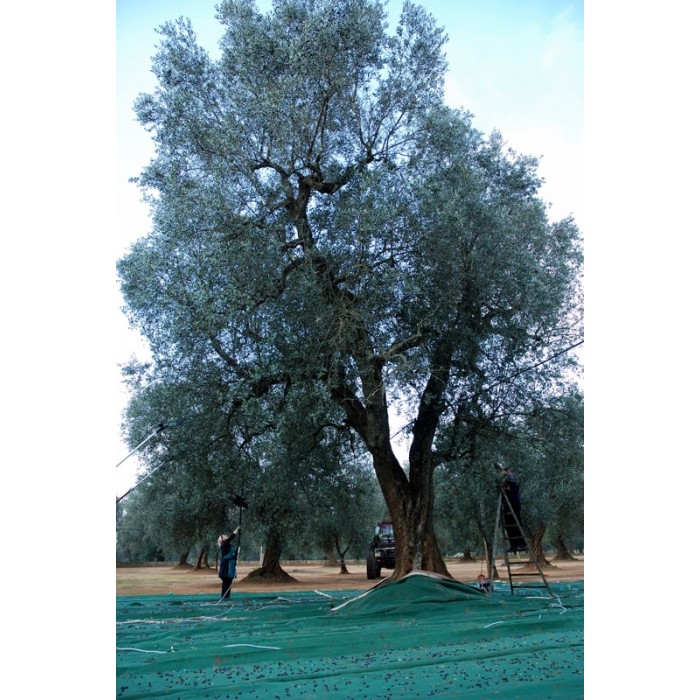 Santa Lucia Extra Virgin Olive Oil - cold pressed - balanced category - Bottle 0,75 L
