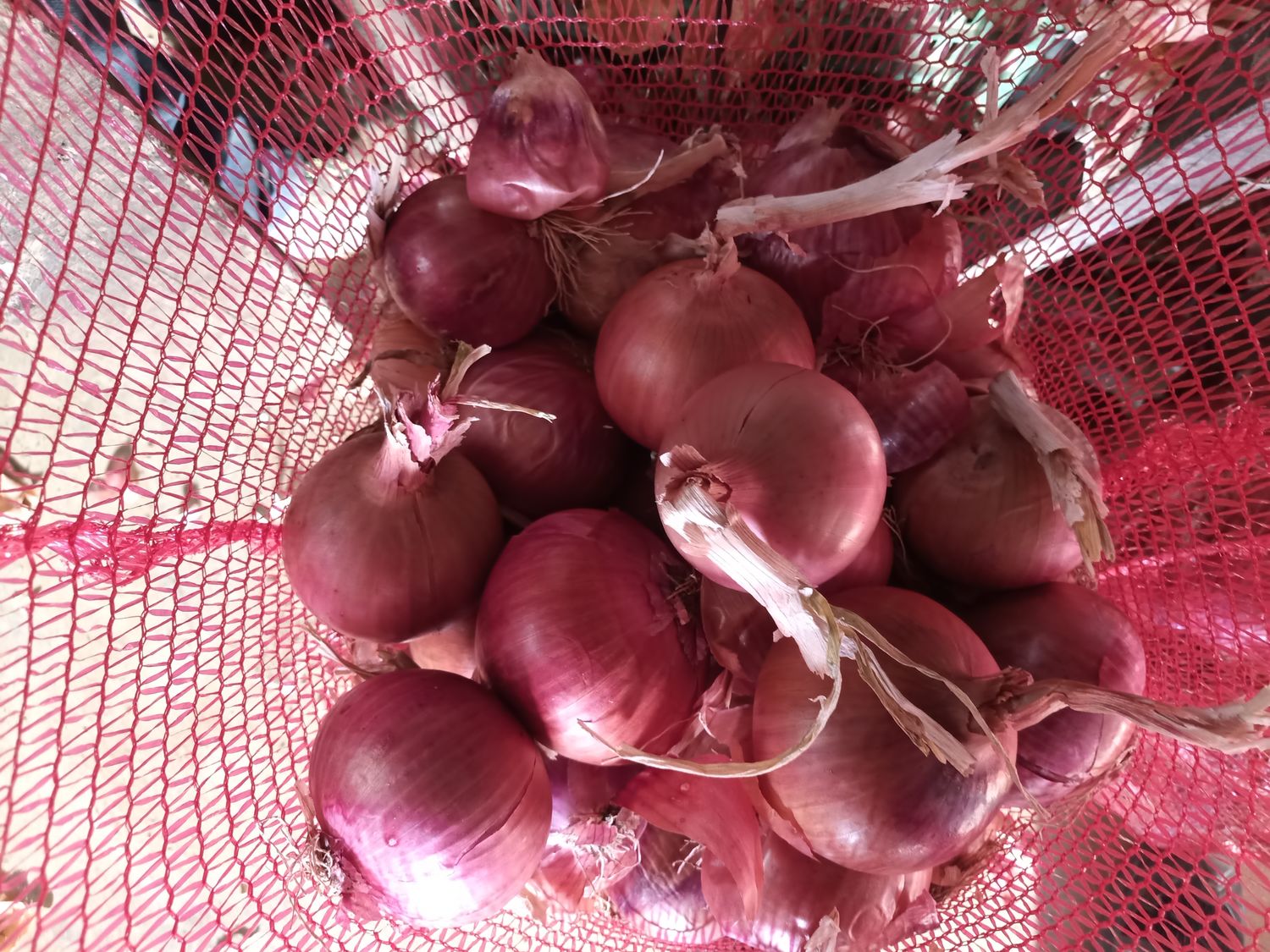 Red Onions - 10-30 kg bag price per kg