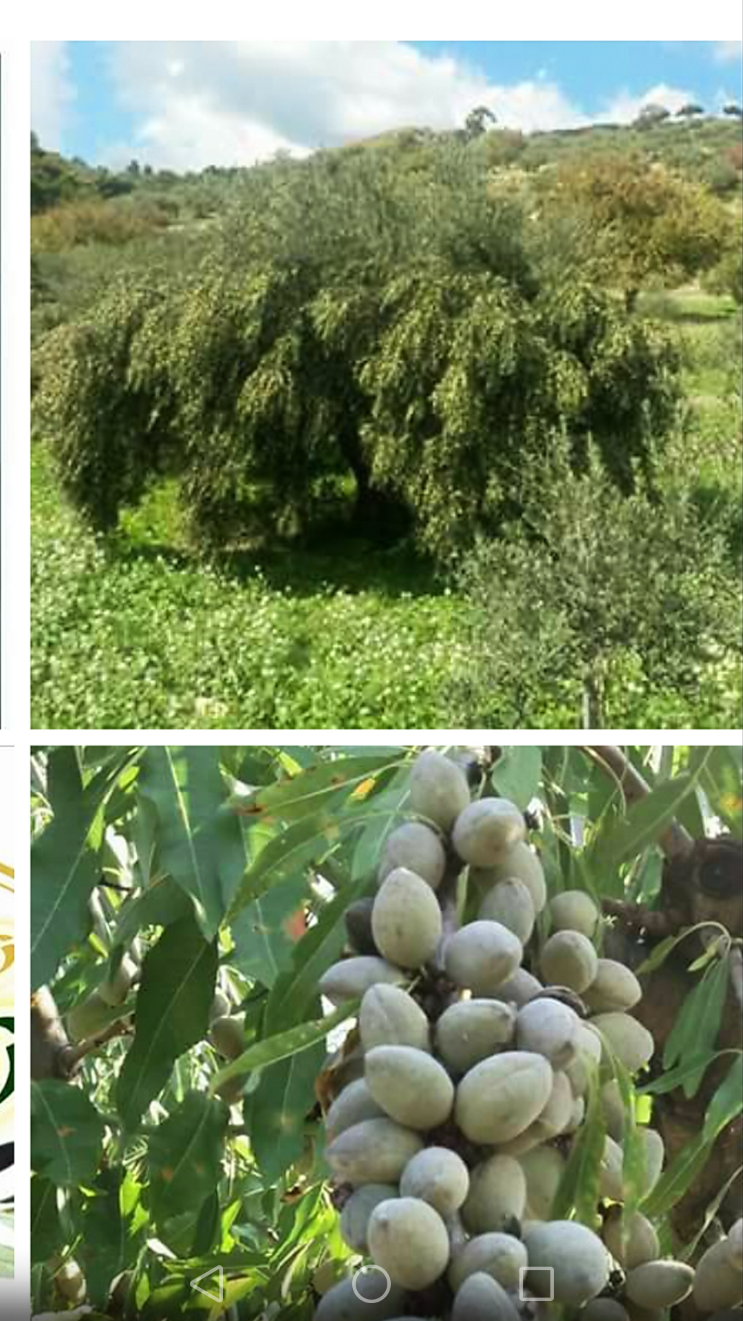Extra Virgin Olive Oil 100 % BIO recognised as "Olio Slow" 5L