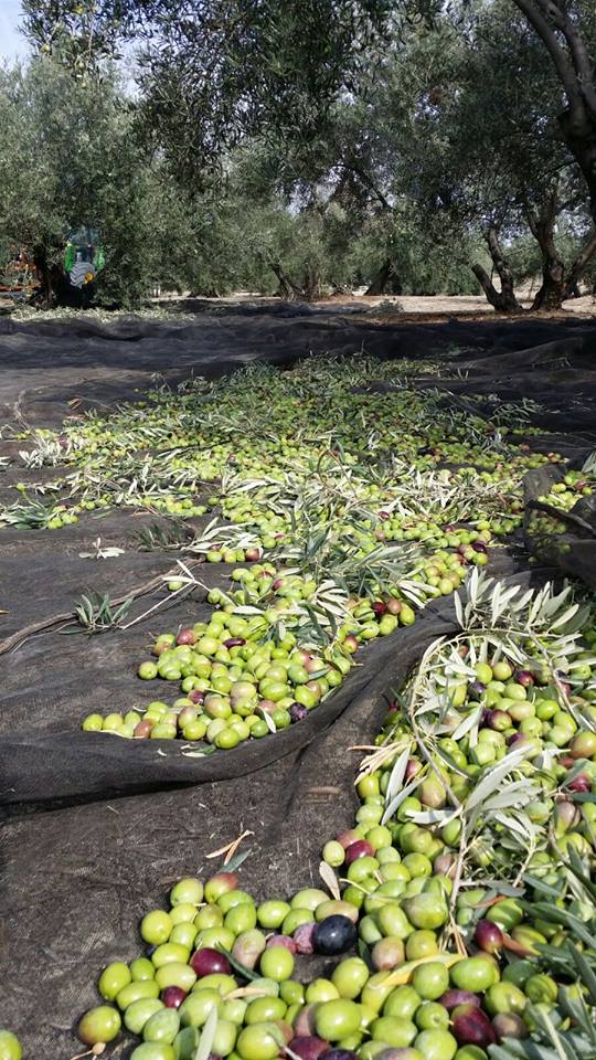 Early Harvest Extra Virgin Olive Oil 500ml
