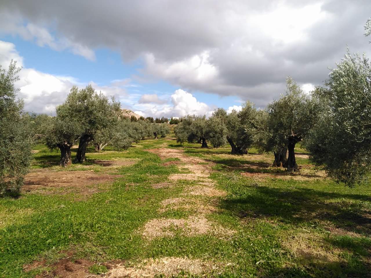 Organic Extra Virgin Olive Oil 5 Liters x 3 PET