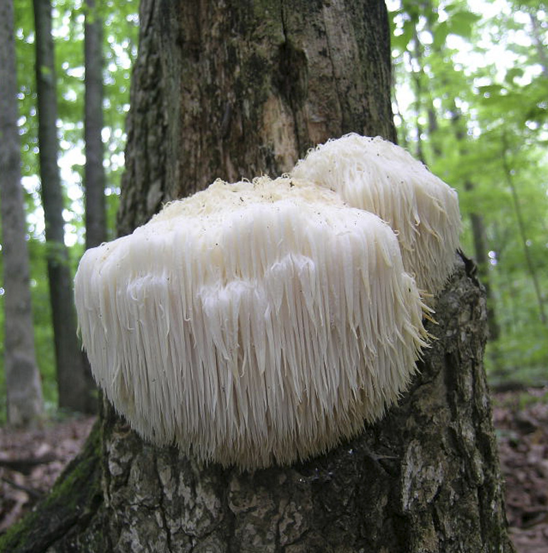 Fresh Mushrooms Hericium erinaceus 1 Kg