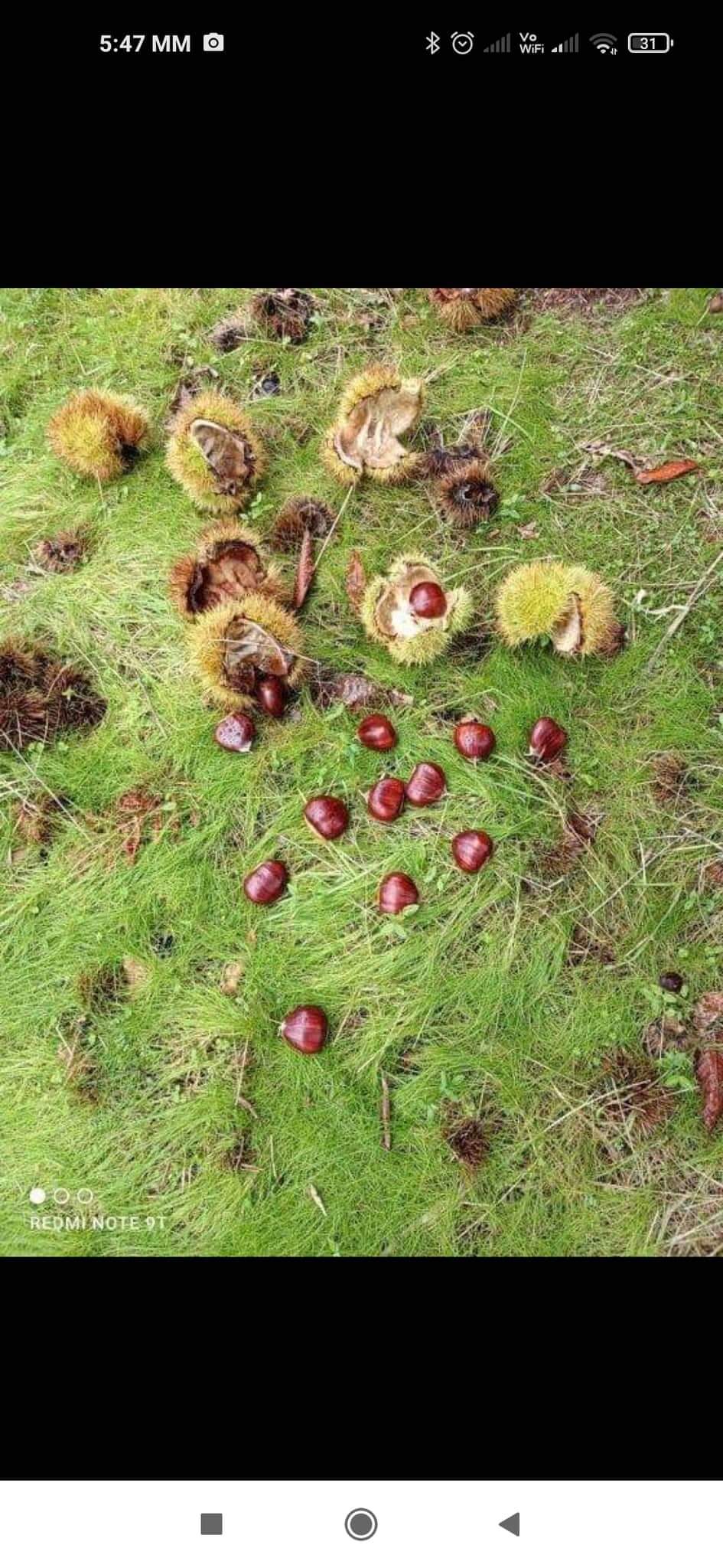 Chestnuts from Pelion - 5kg