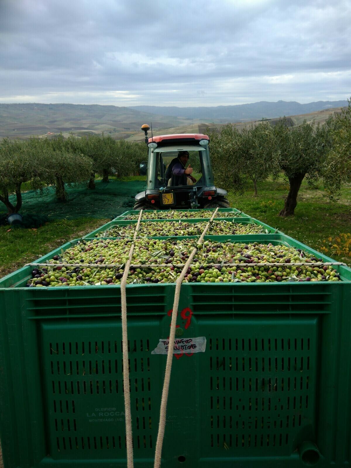 Extra Virgin Olive Oil 100% Sicily 2023/2024 - 30 liters (6 metal cans of 5 liters)