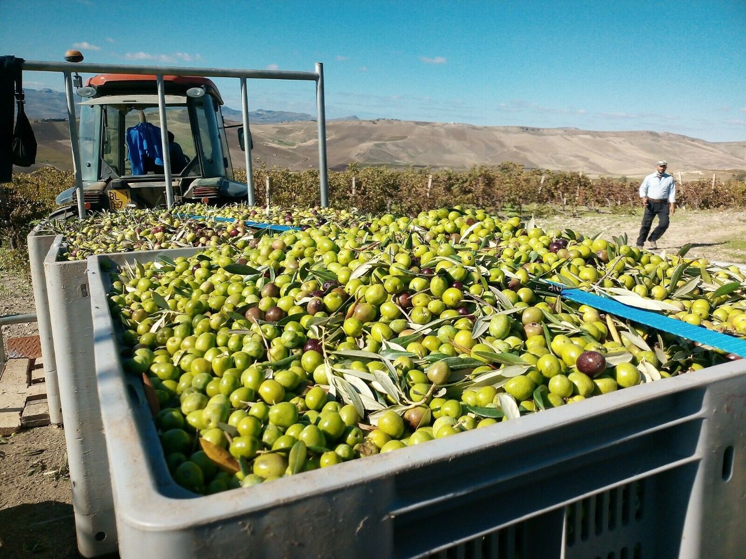 Extra Virgin Olive Oil 100% Sicily 2023/2024 - 30 liters (6 metal cans of 5 liters)