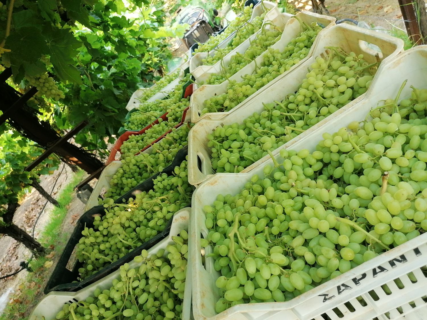 Table Grapes Sultana Class I Plastic box 1kg