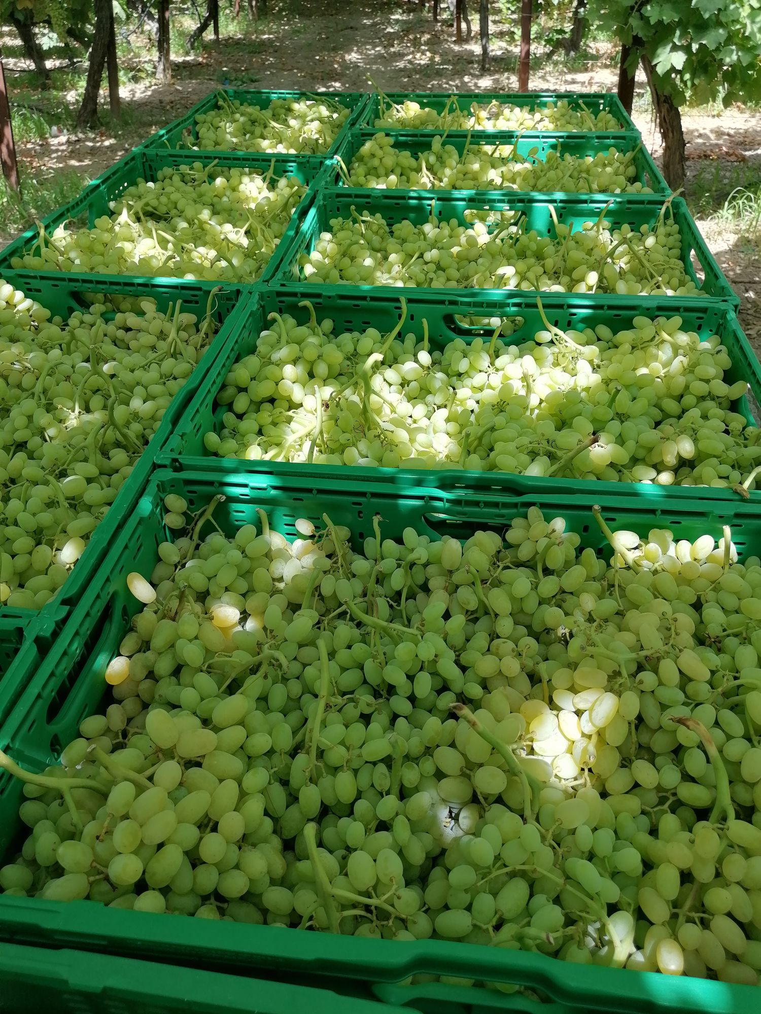 Table Grapes Sultana Class I Plastic box 1kg