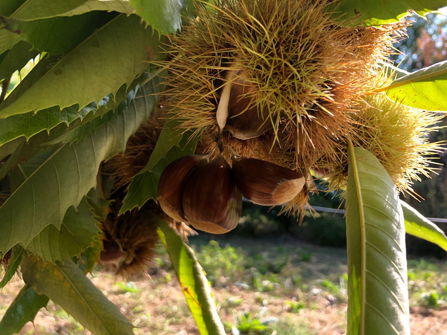Chestnut French Marron perfect peeling 5 kg.