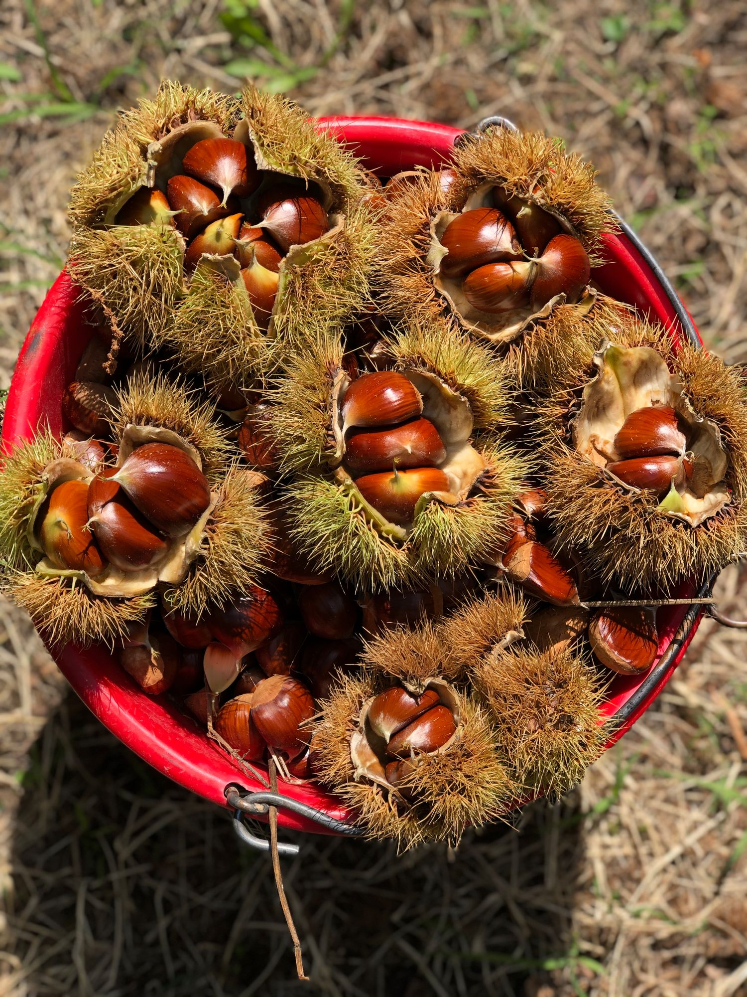 Chestnut French Marron perfect peeling 5 kg.