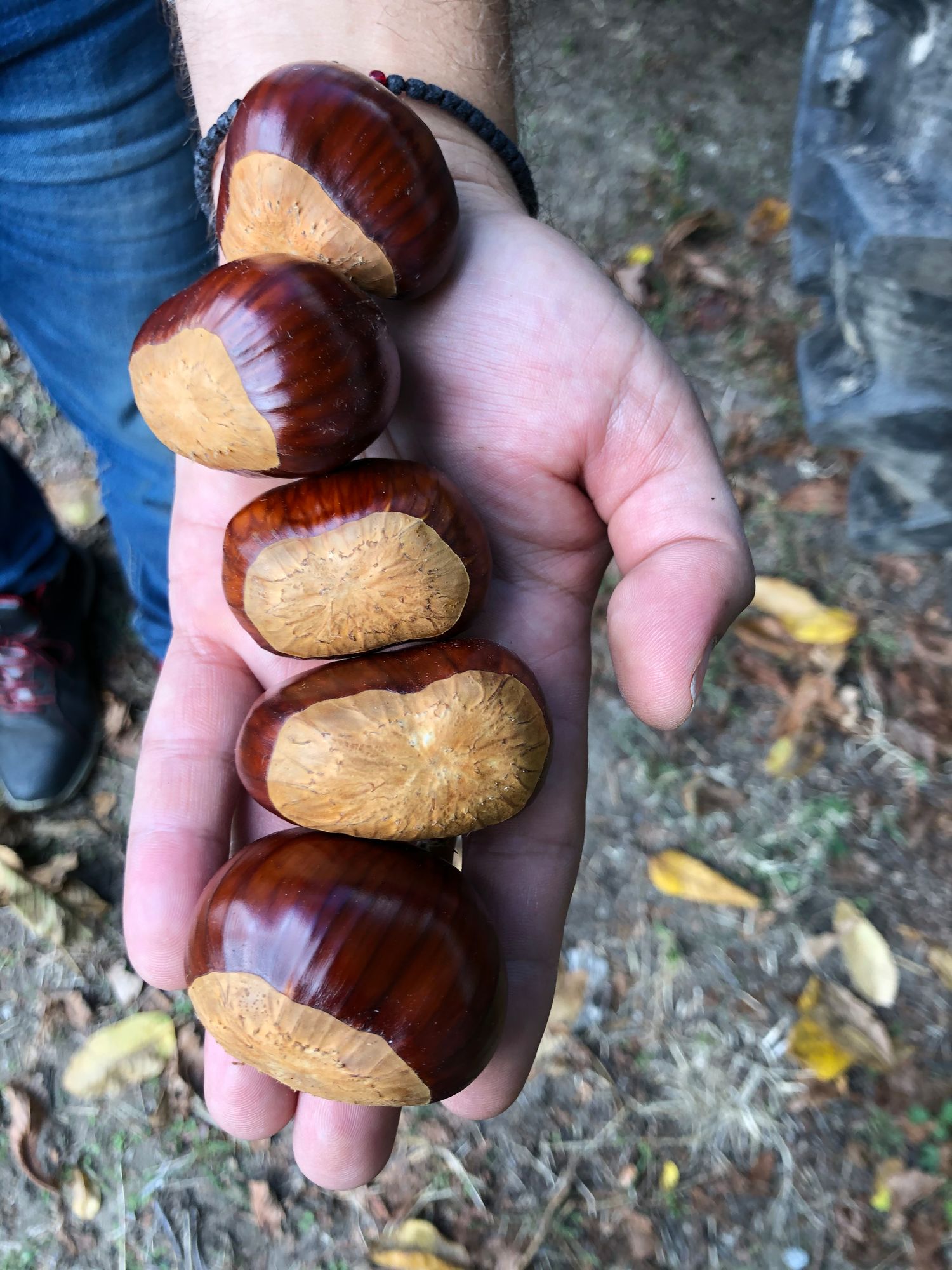 Chestnut French Marron perfect peeling 5 kg.