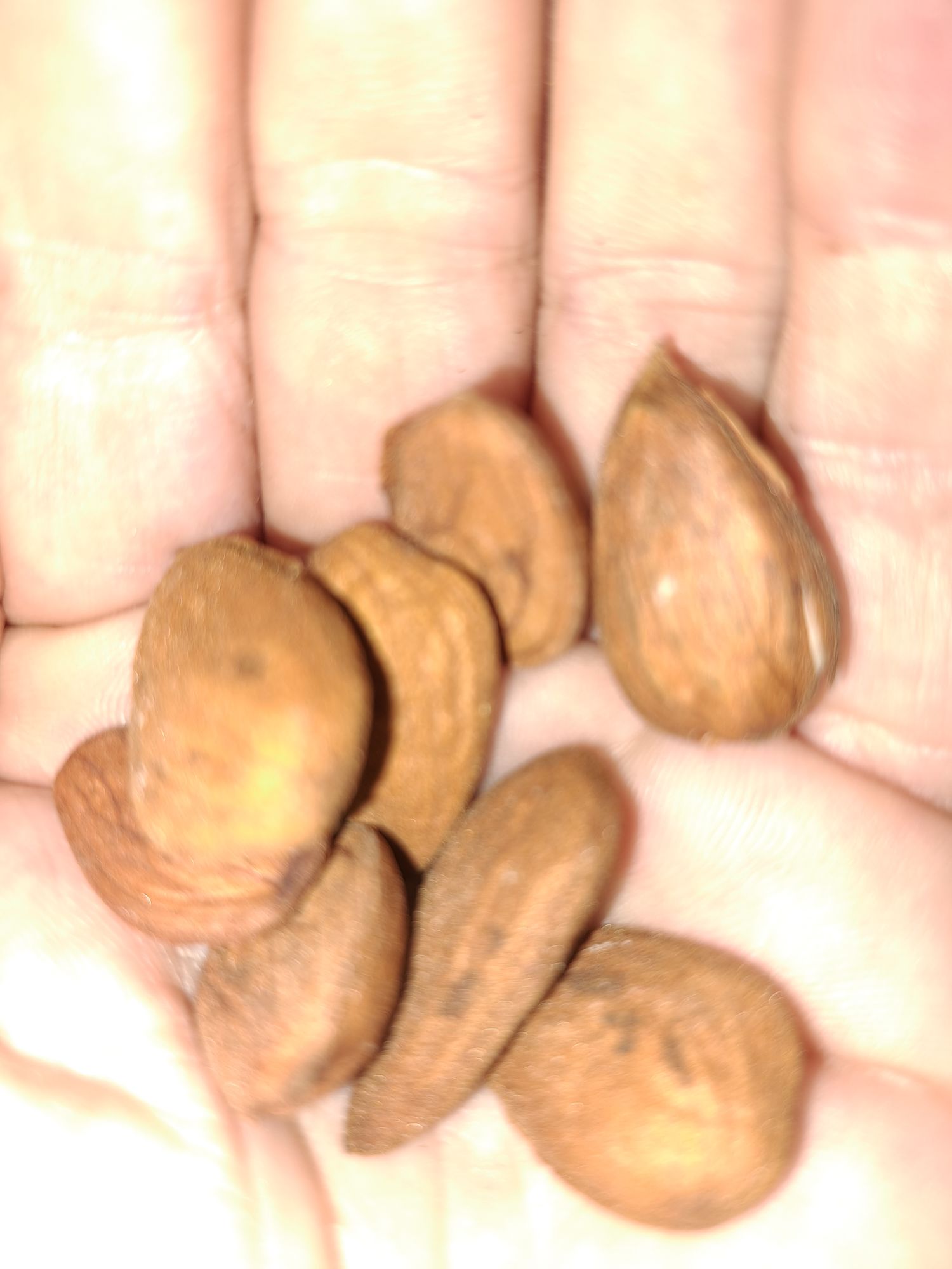 Almond shelled