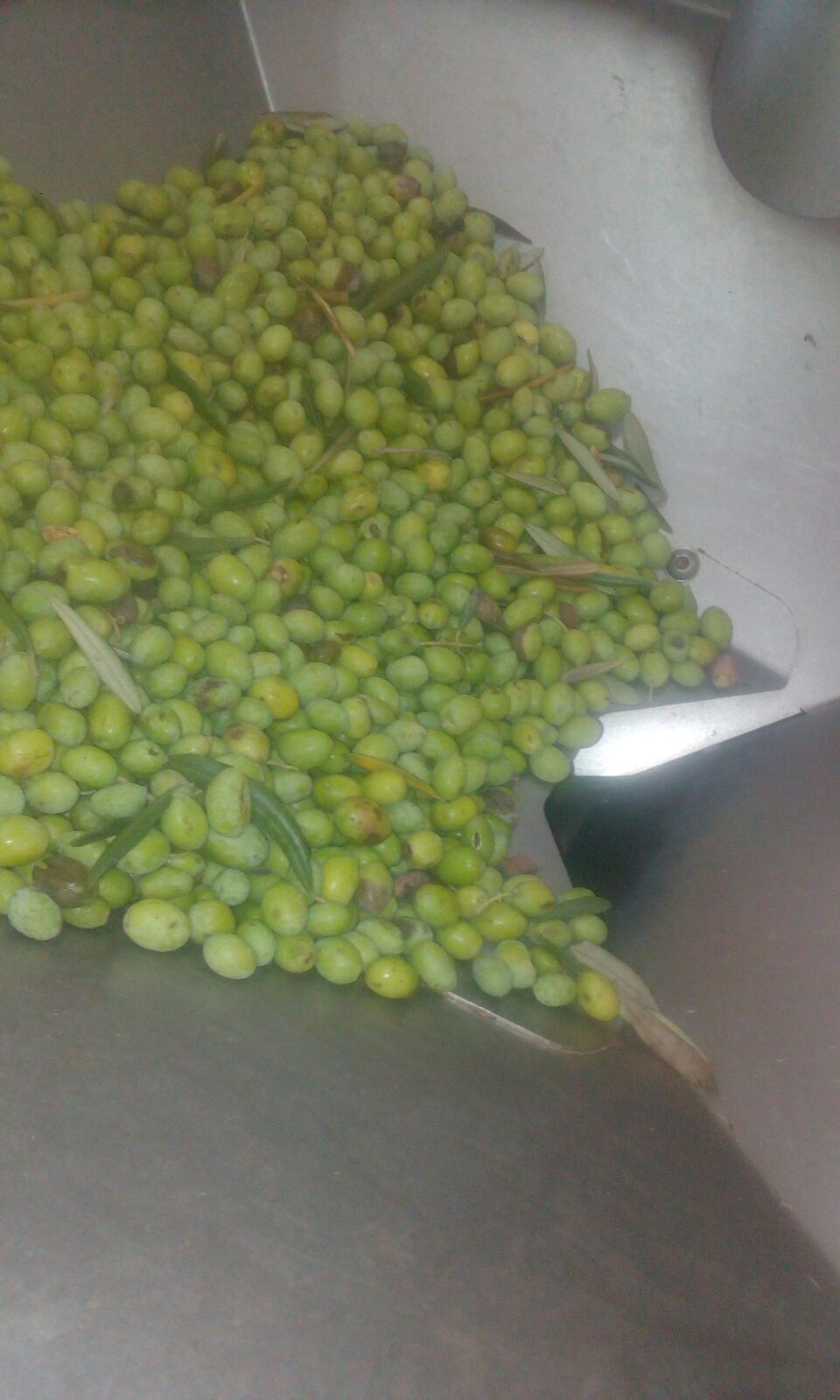 Extra virgin olive oil monocultivar Biancolilla in 5L tin