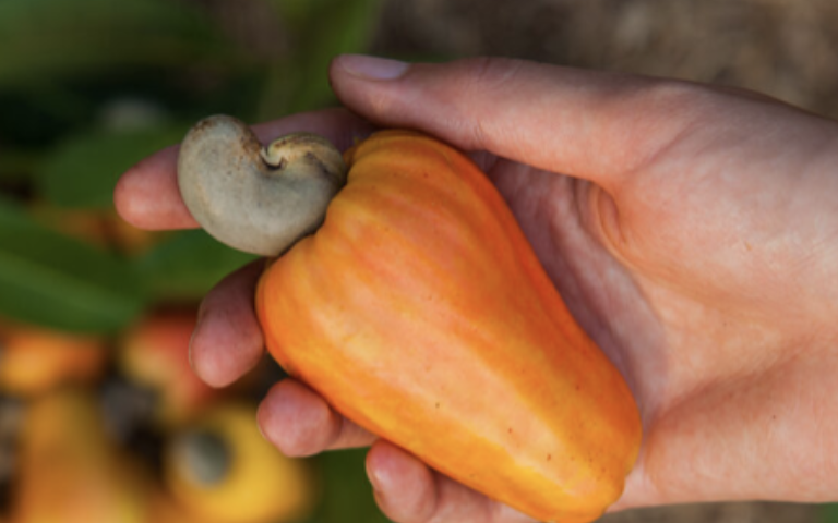 100% Organic Tanzanian Raw Cashew Nut Kernels - W180 W240 W320