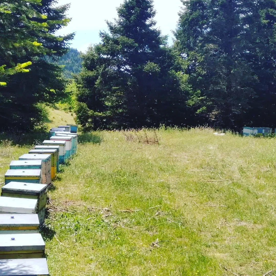 Honey 500g