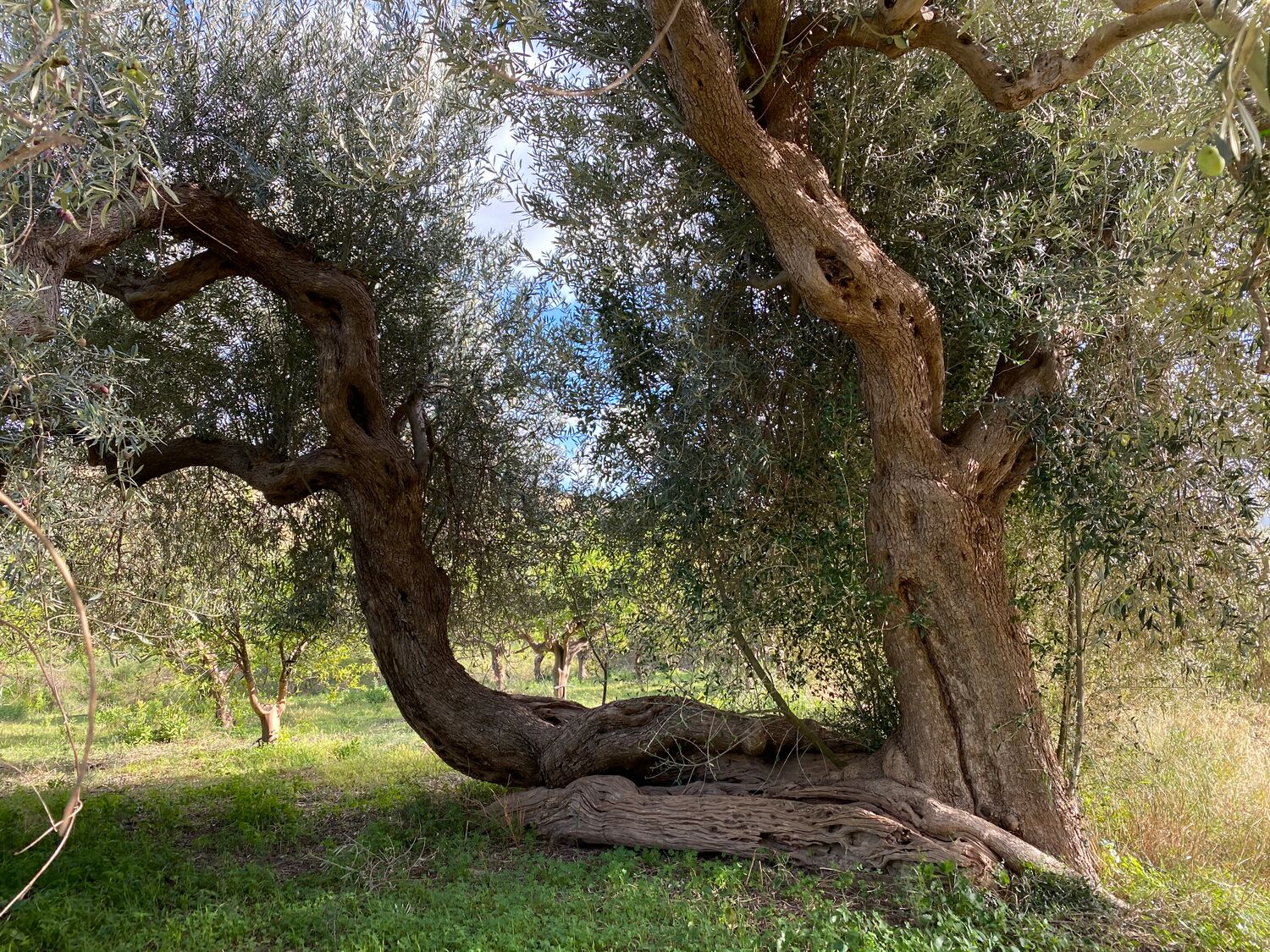 Cold pressed Sicilian extra virgin olive oil