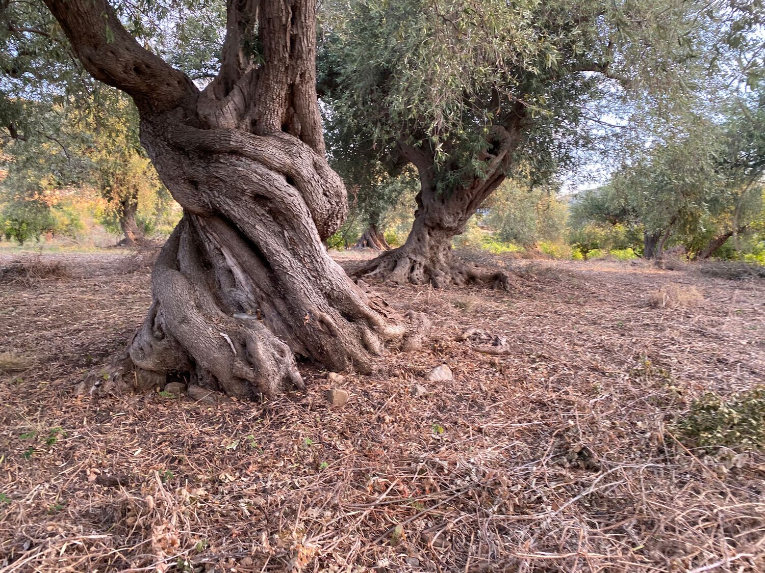 Cold pressed Sicilian extra virgin olive oil