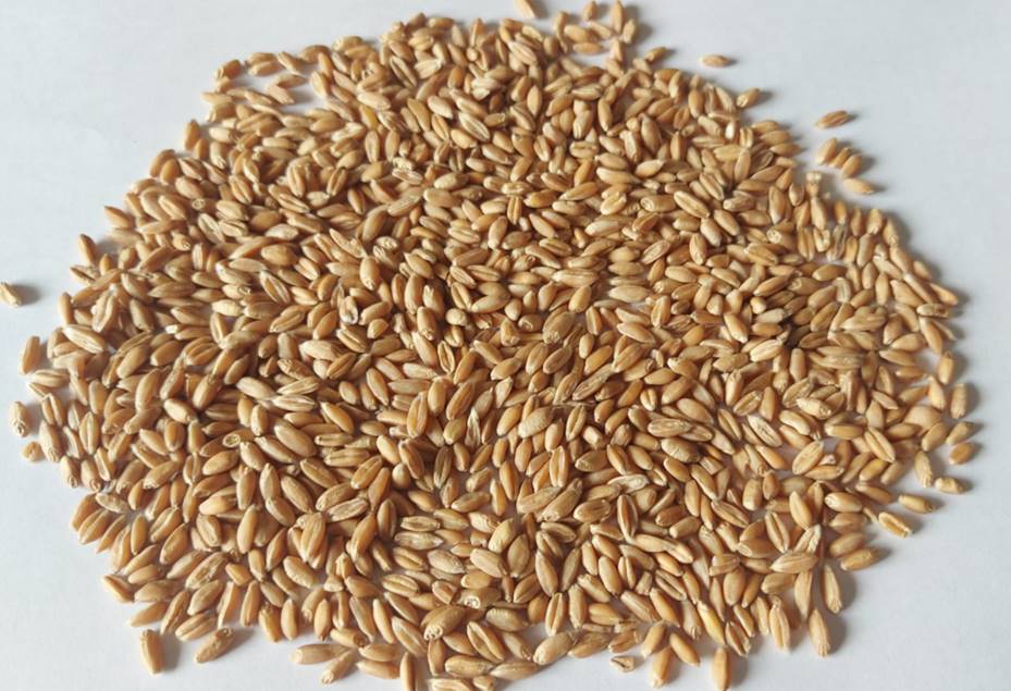 Decorticated spelt