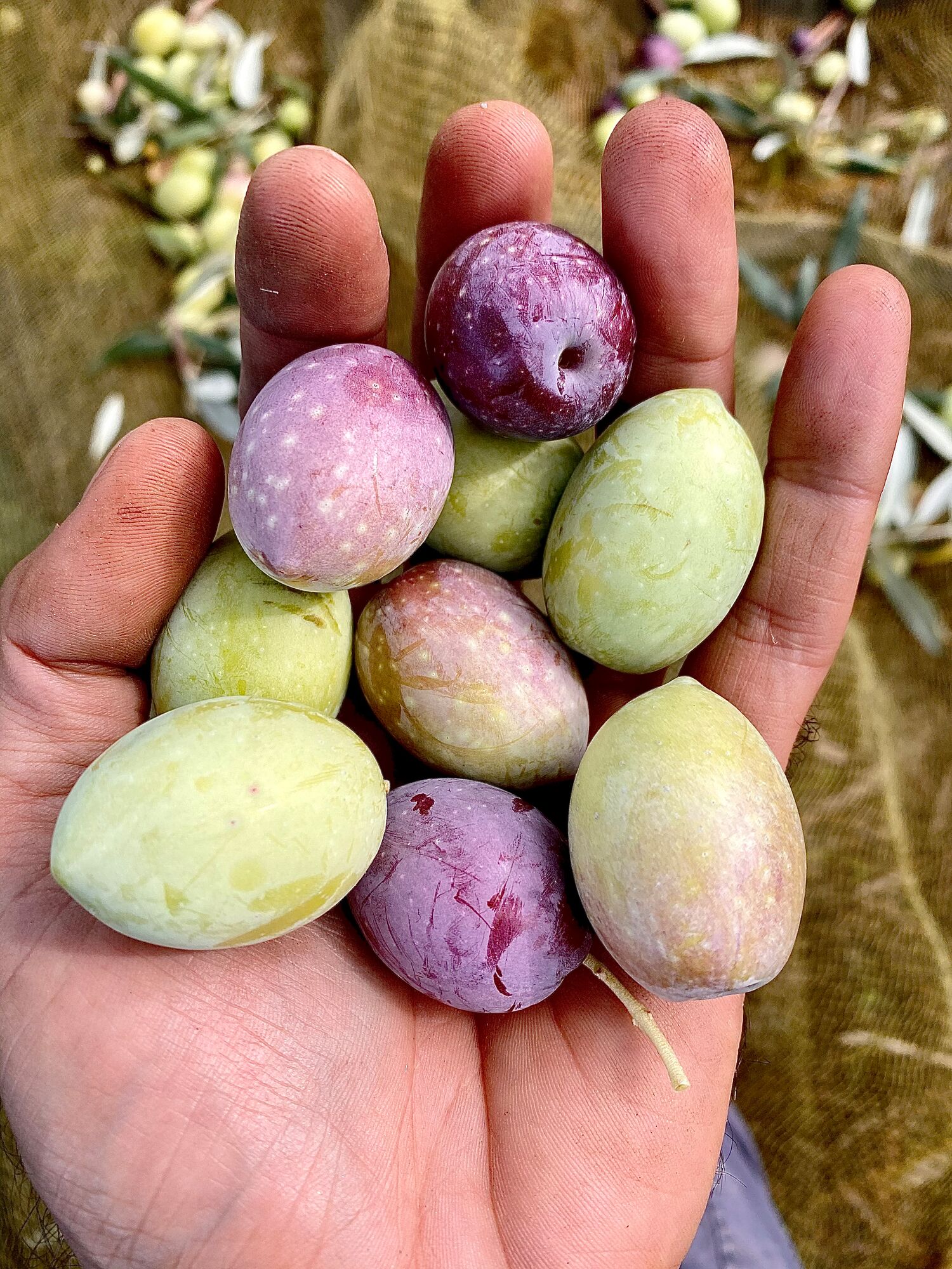Cold pressed Sicilian extra virgin olive oil