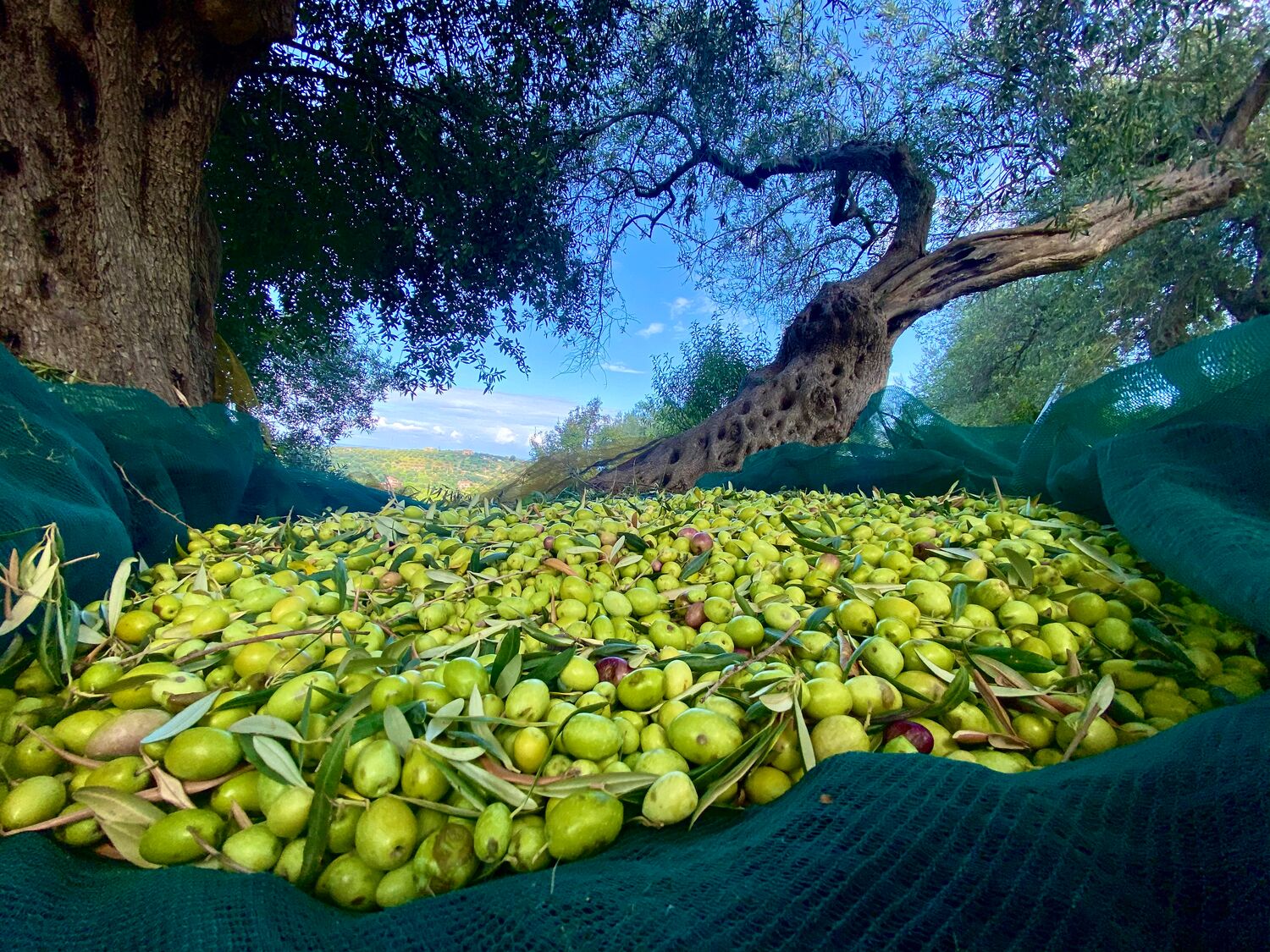 Cold pressed Sicilian extra virgin olive oil