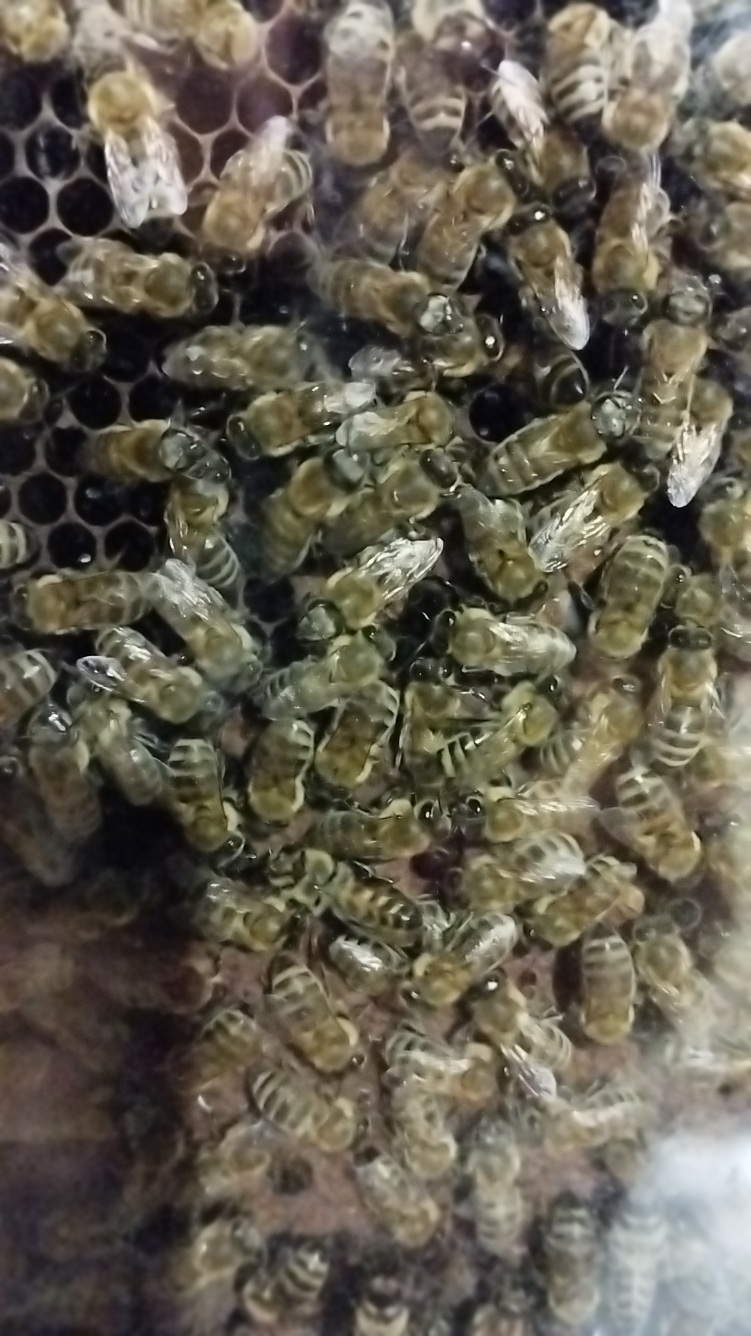 1 kg Flower Honey with honeycomb