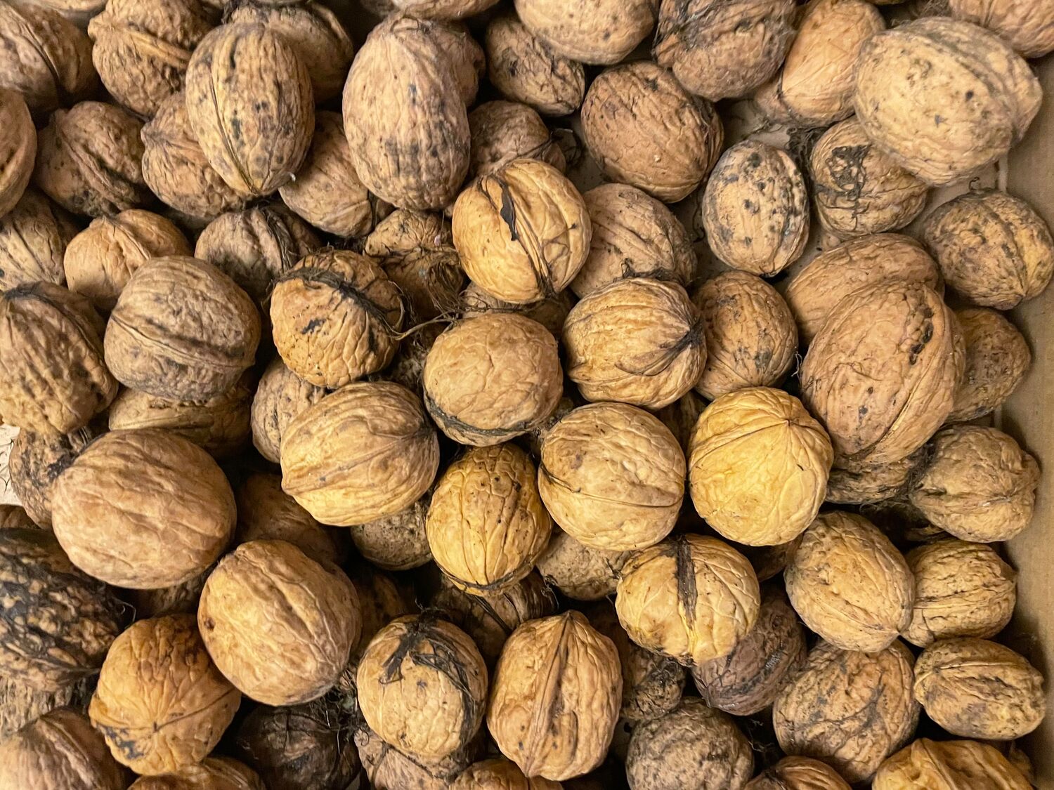 Walnuts - origin Ukraine