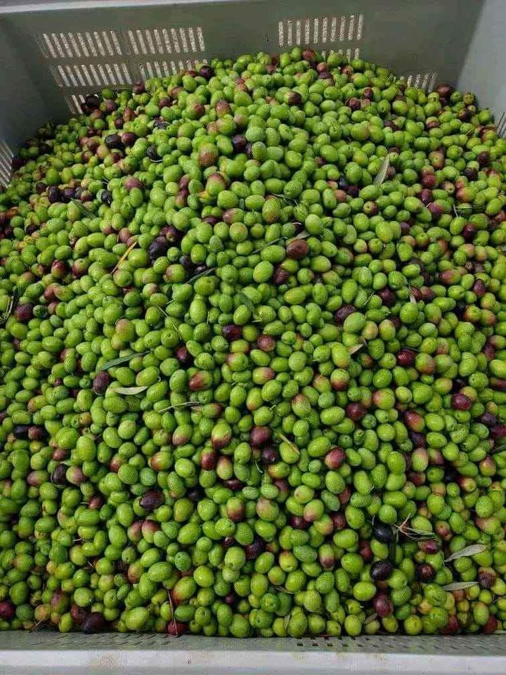 Extra Virgin Olive Oil 5L Metal Can Italy