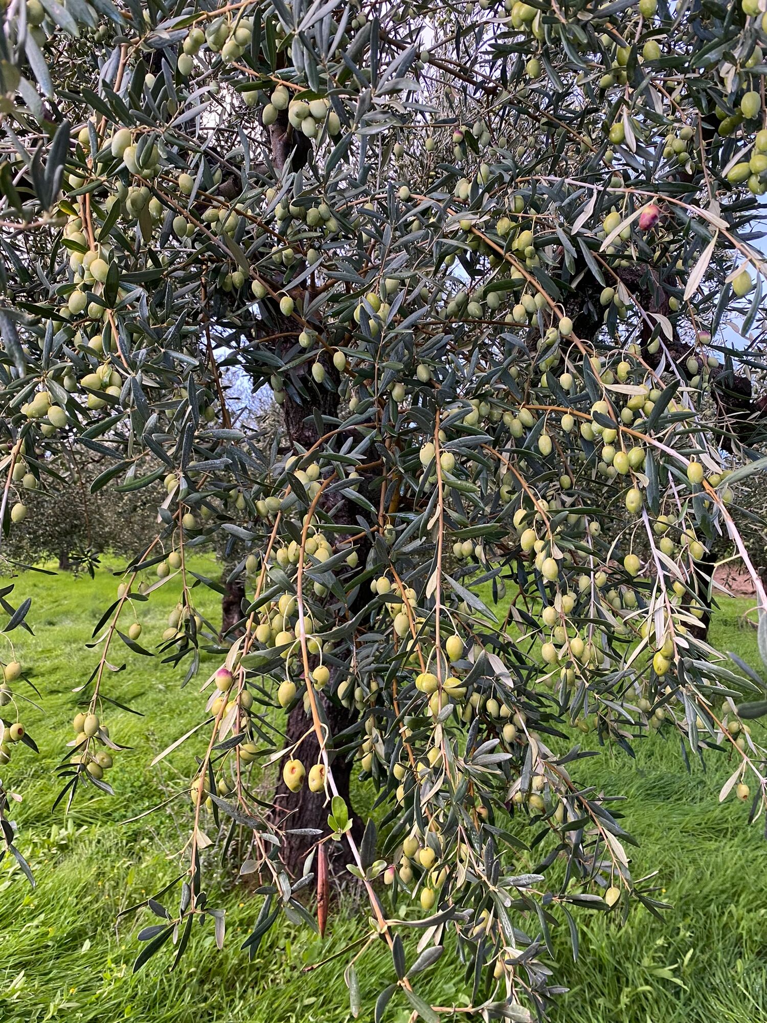 Extra Virgin Olive Oil 3 lt
