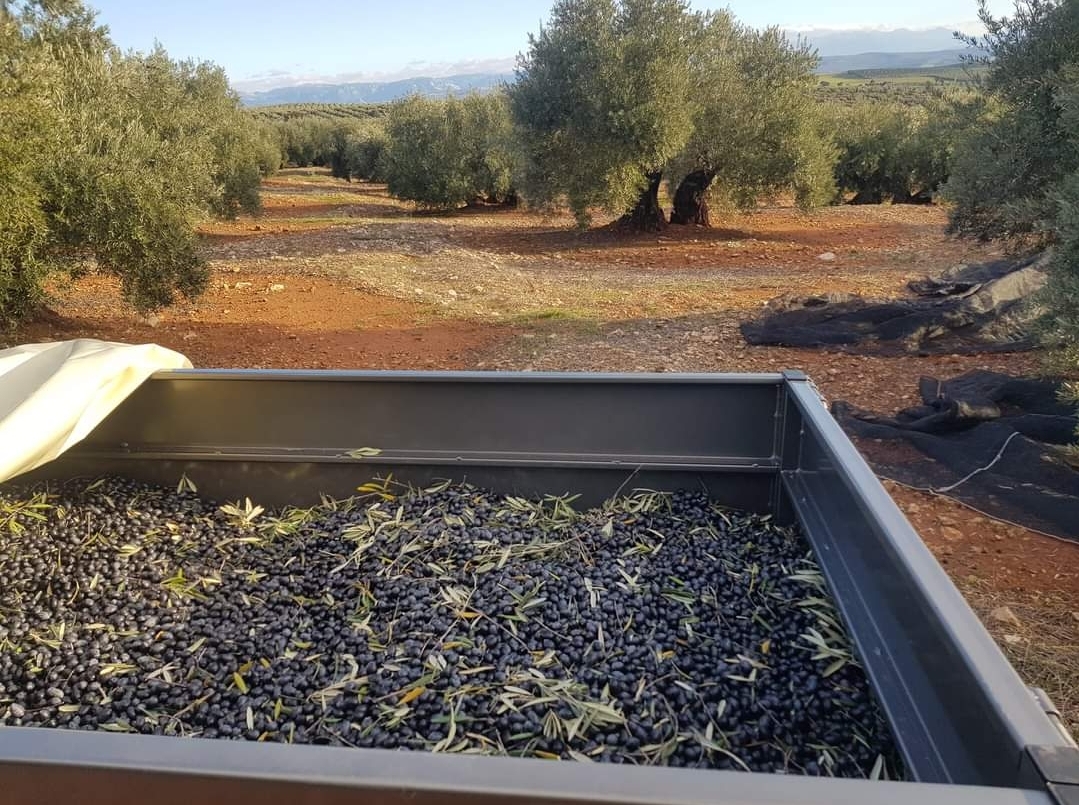 Extra Virgin Olive Oil in transition to organic - PET 2 liters
