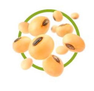 GMO Soybeans