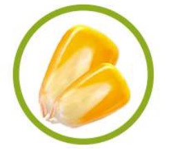 GMO Corn