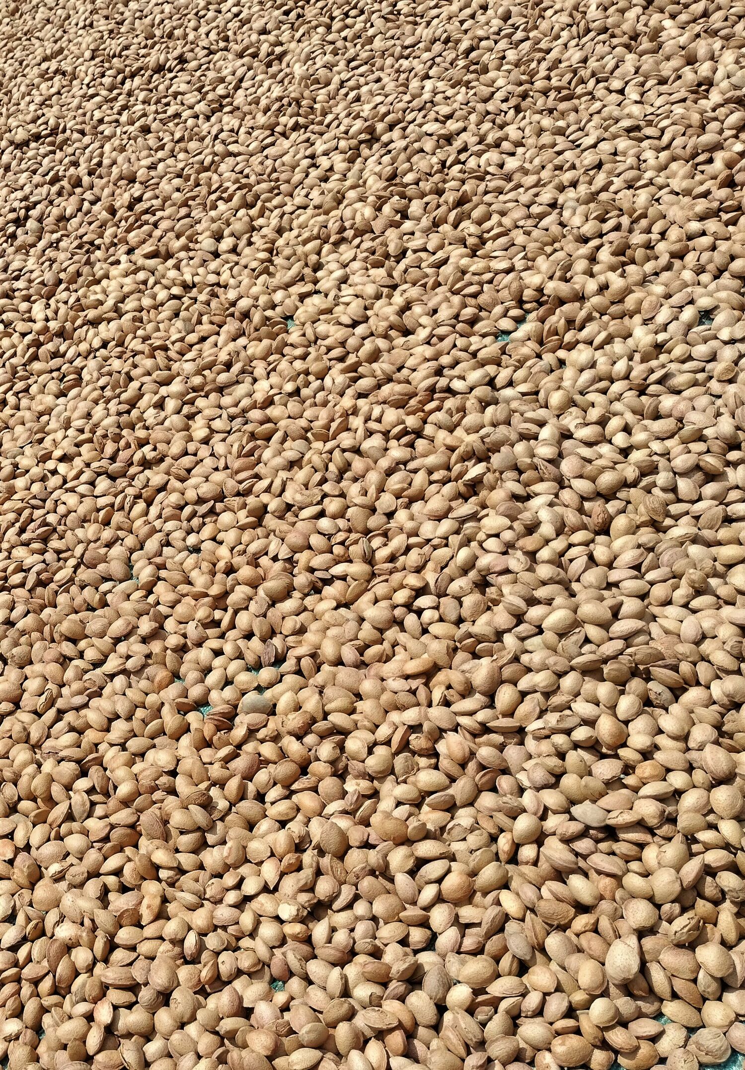 Sicilian Almonds in Shell - Wholesale Price