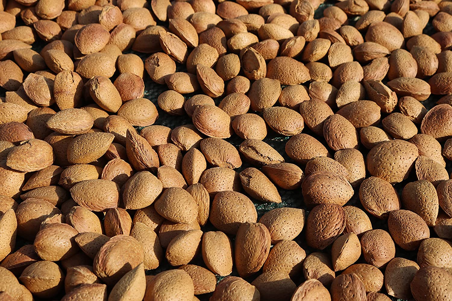 Sicilian Almonds in Shell - Wholesale Price