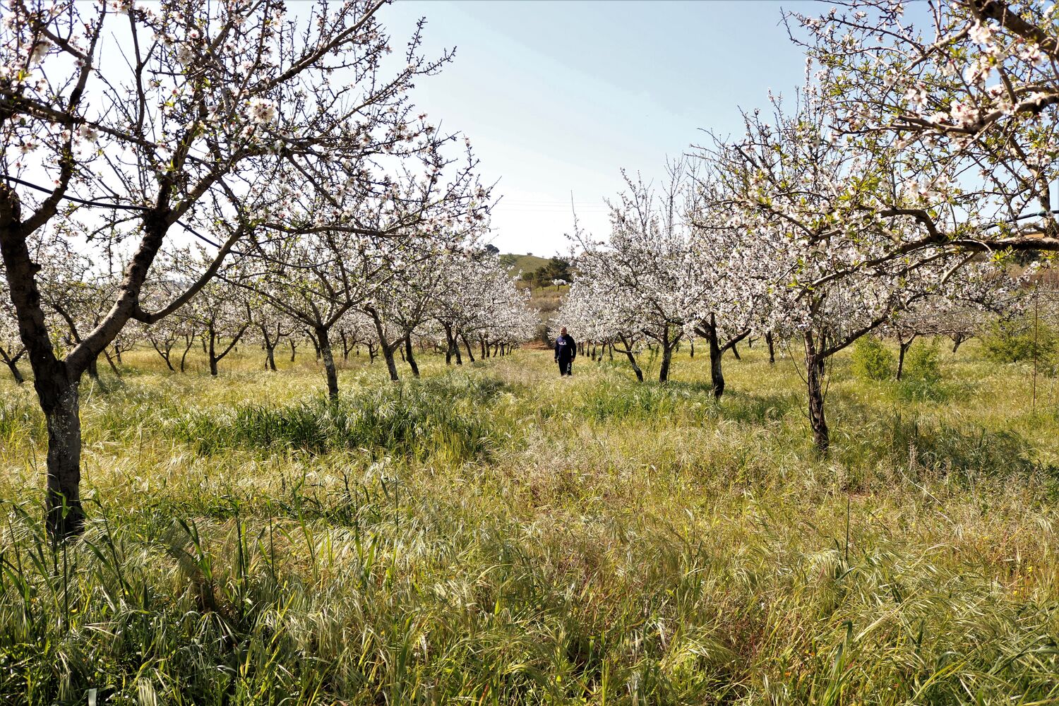 Sicilian Almonds in Shell 1kg in a premium bag