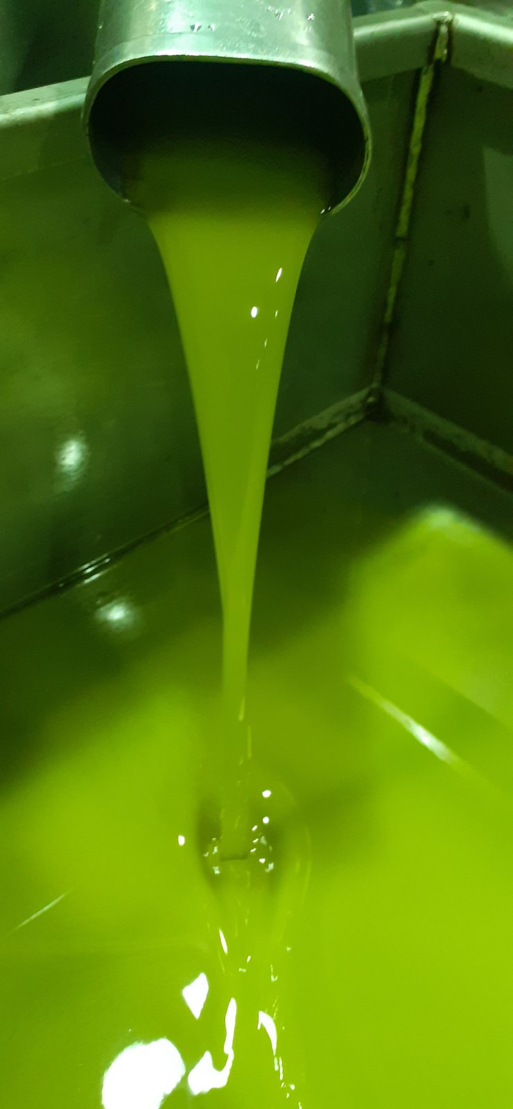 Extra Virgin Olive Oil 2022 in Transitional Stage of Organic Cultivation 10L