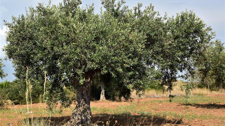 Extra Virgin Olive Oil 2022 in Transitional Stage of Organic Cultivation 10L