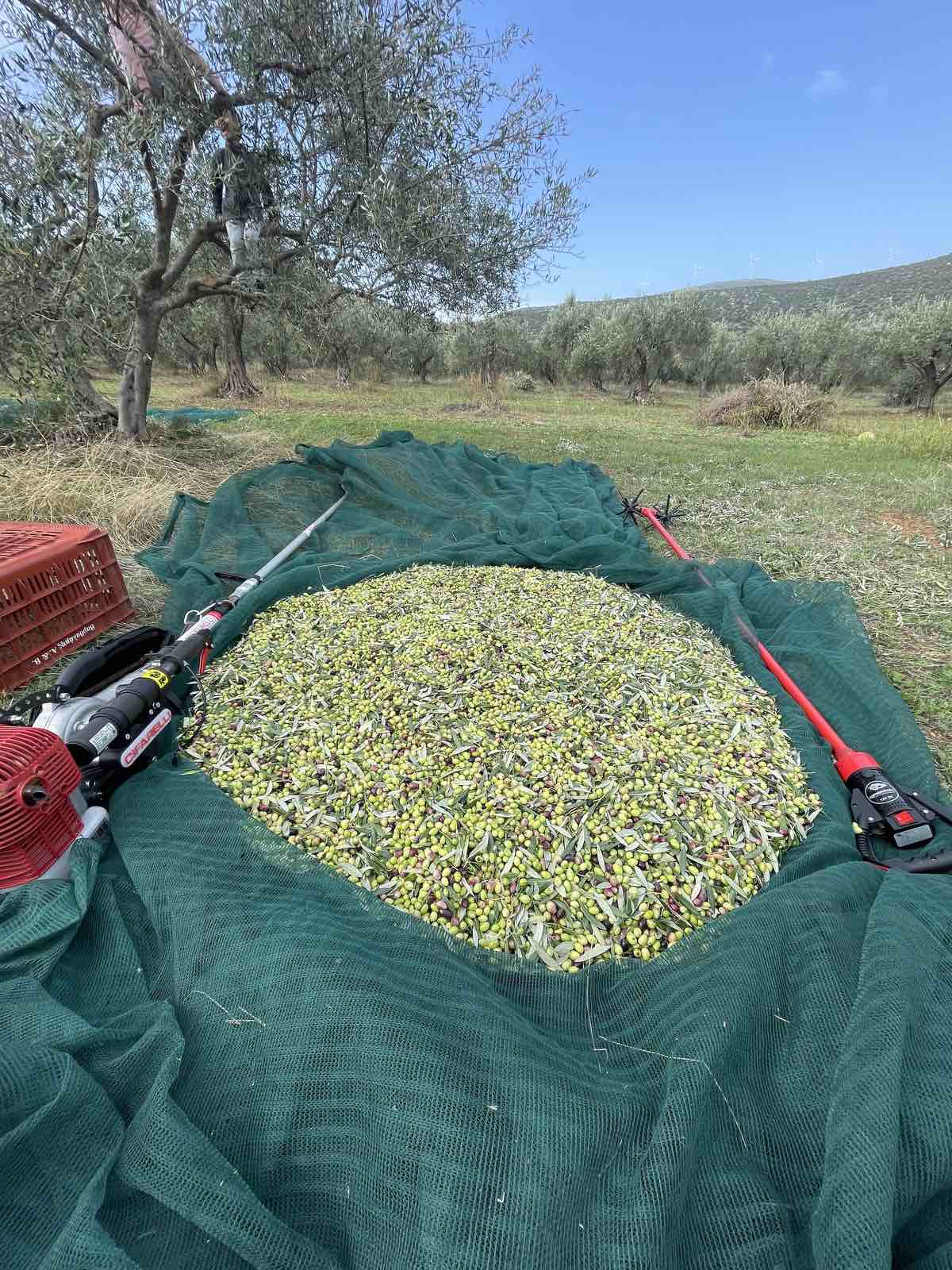 Extra Virgin Olive Oil 2022 in Transitional Stage of Organic Cultivation 10L