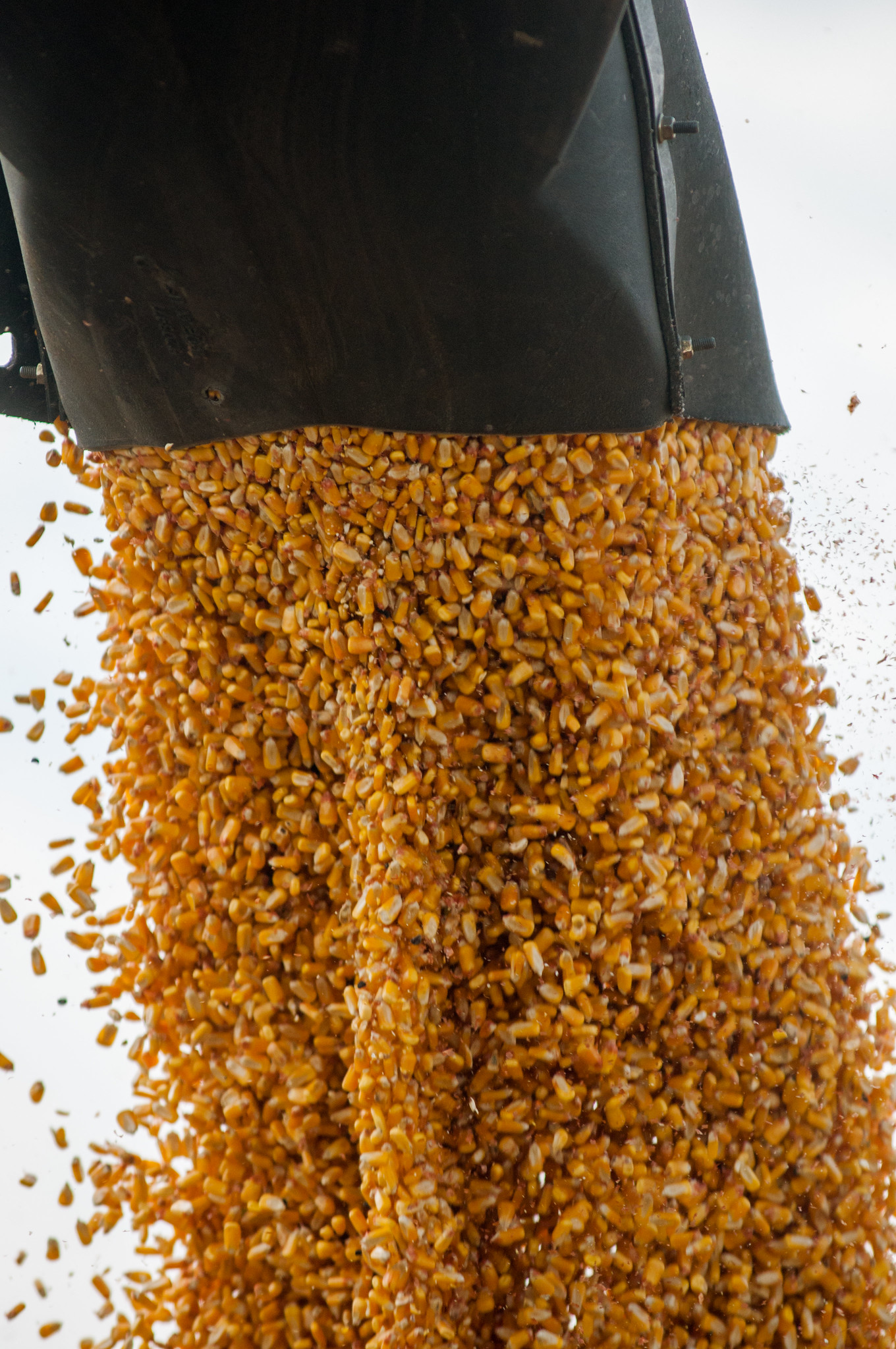 Soybeans