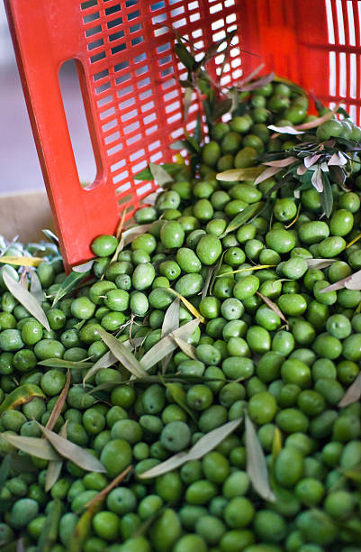 extra virgin mountainous early harvest olive oil with an acidity of 0.4 5L