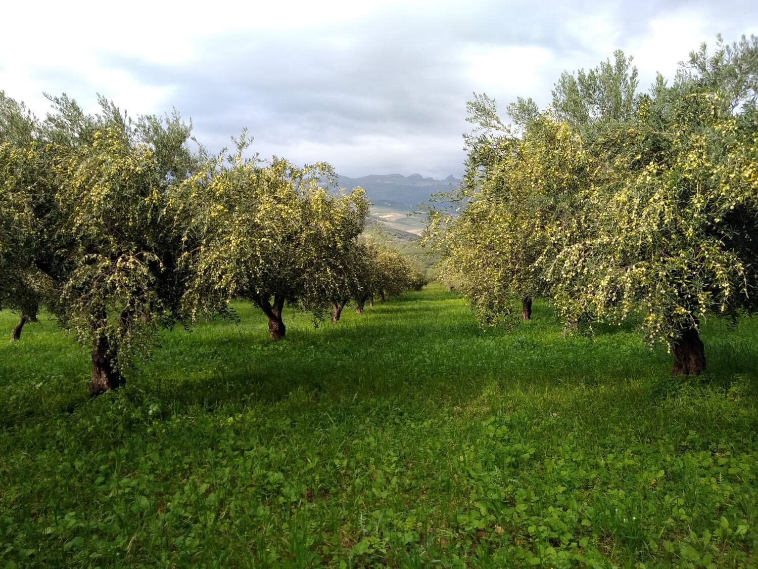 Saracen Extra Virgin Olive Oil 5 litres