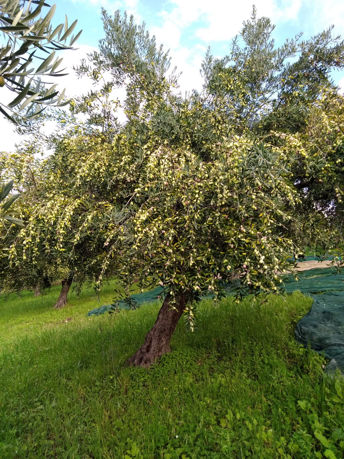 Saracen Extra Virgin Olive Oil 5 litres