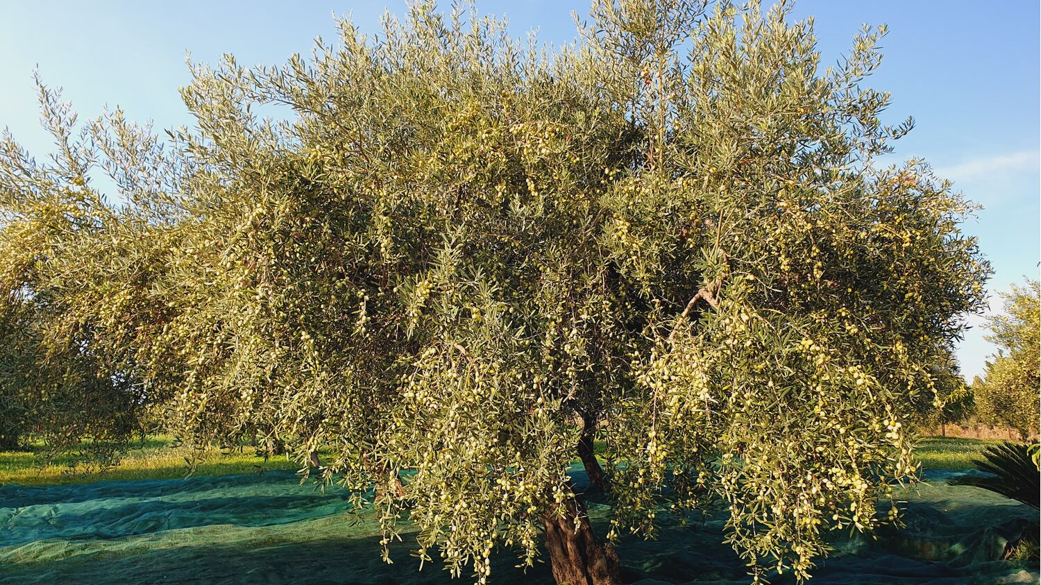 500 ml bottle of extra vergin olive oil. Cold extracted, biancolilla cultivar