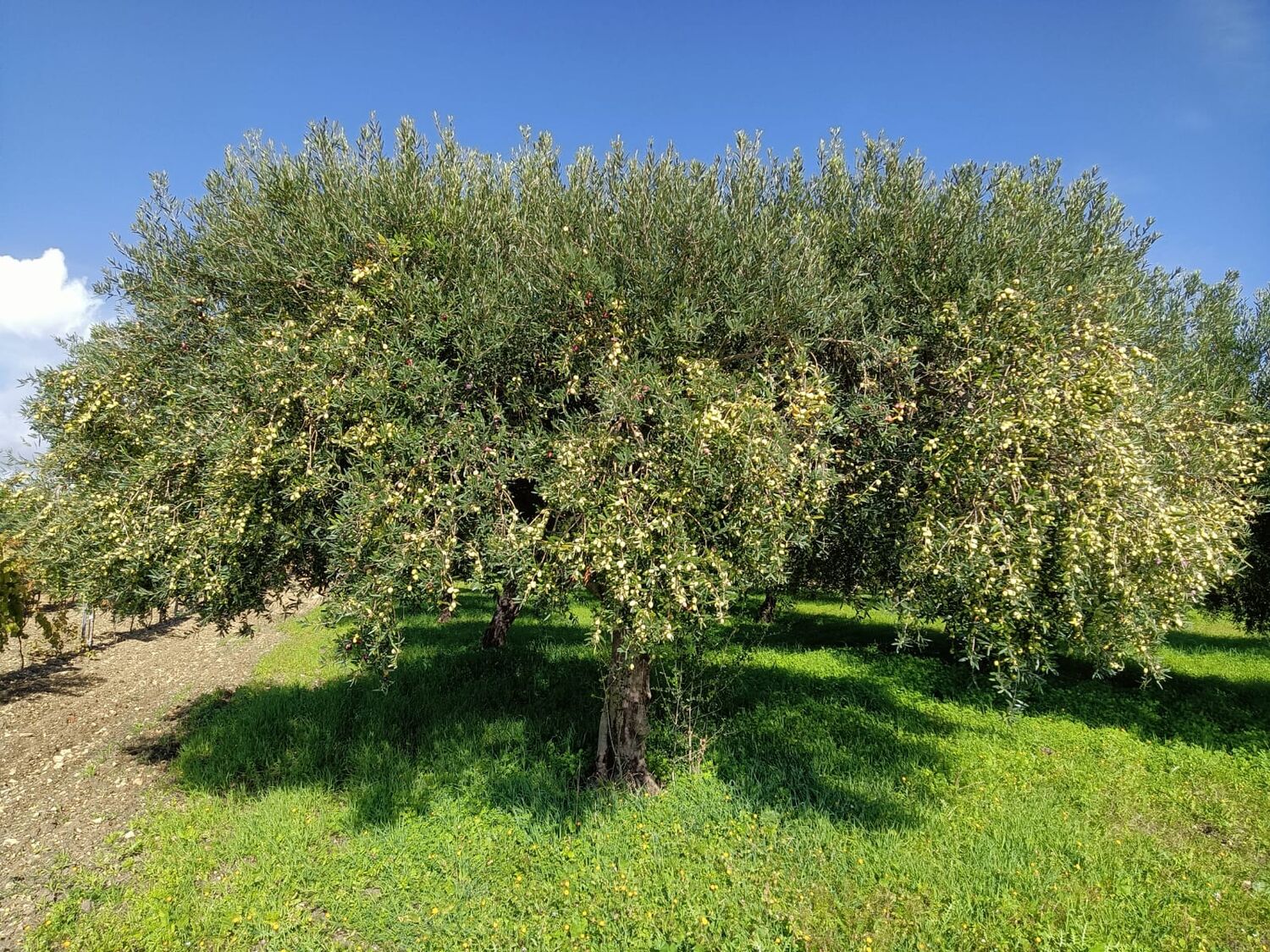 500 ml bottle of extra vergin olive oil. Cold extracted, biancolilla cultivar